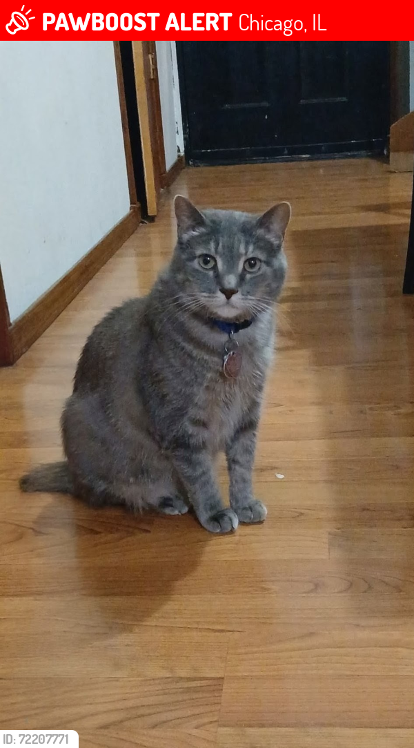 Lost Female Cat last seen South Albany  & W. Cullerton st  chicago il 60623, Chicago, IL 60623
