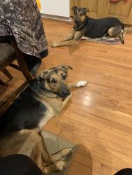Lost Male Dog last seen Meta mo, Meta, MO 65058