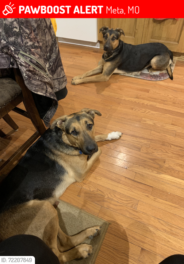 Lost Male Dog last seen Meta mo, Meta, MO 65058