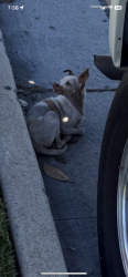 Lost Male Dog last seen Spinning , Los Angeles, CA 90043