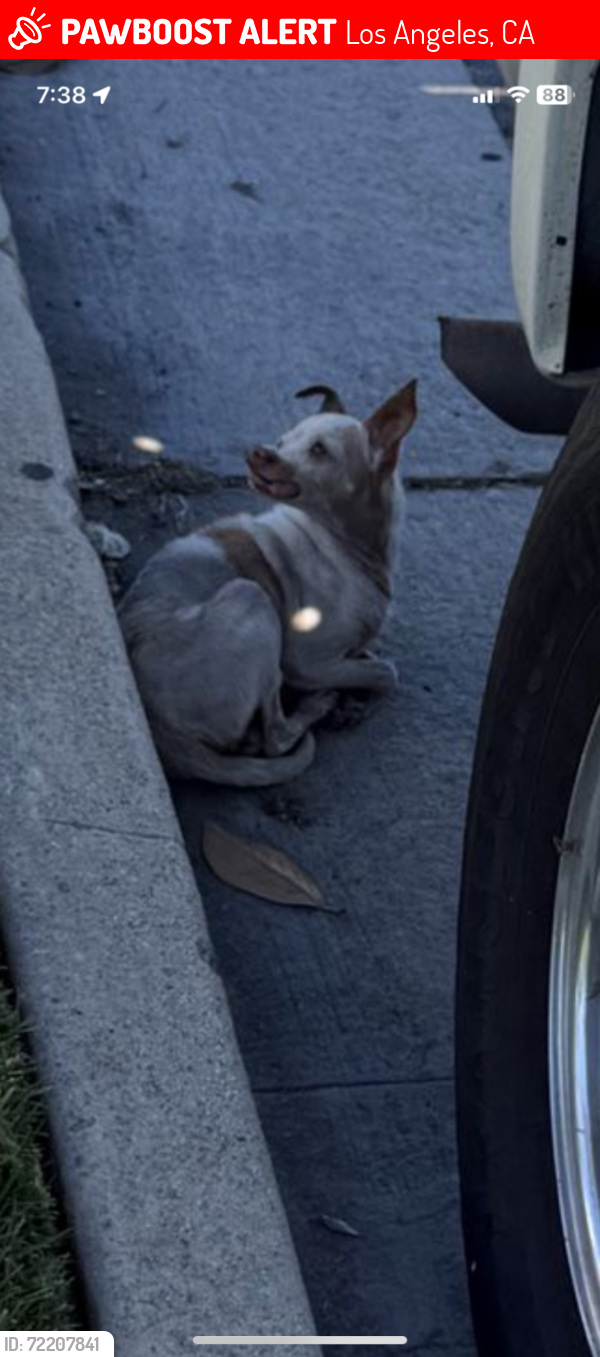 Lost Male Dog last seen Spinning , Los Angeles, CA 90043