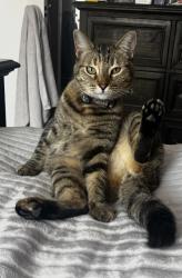 Lost Female Cat last seen Bobhird Drive  San Carlos, San Diego, CA 92120