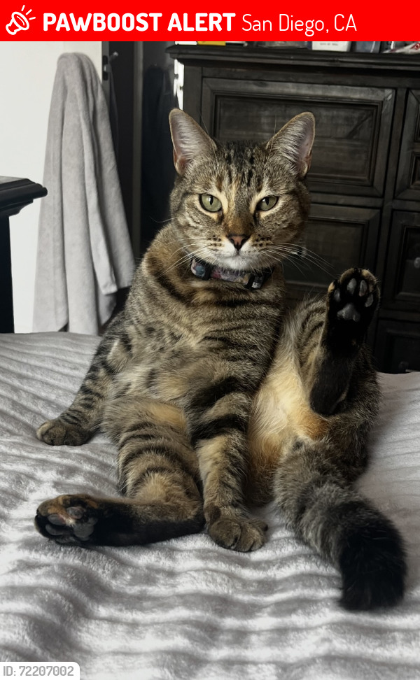 Lost Female Cat last seen Bobhird Drive  San Carlos, San Diego, CA 92120