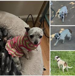 Lost Female Dog last seen Dickphelps Rd , Watsonville, CA 95019