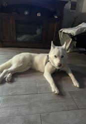 Lost Male Dog last seen Landmark, Haines City, FL 33844