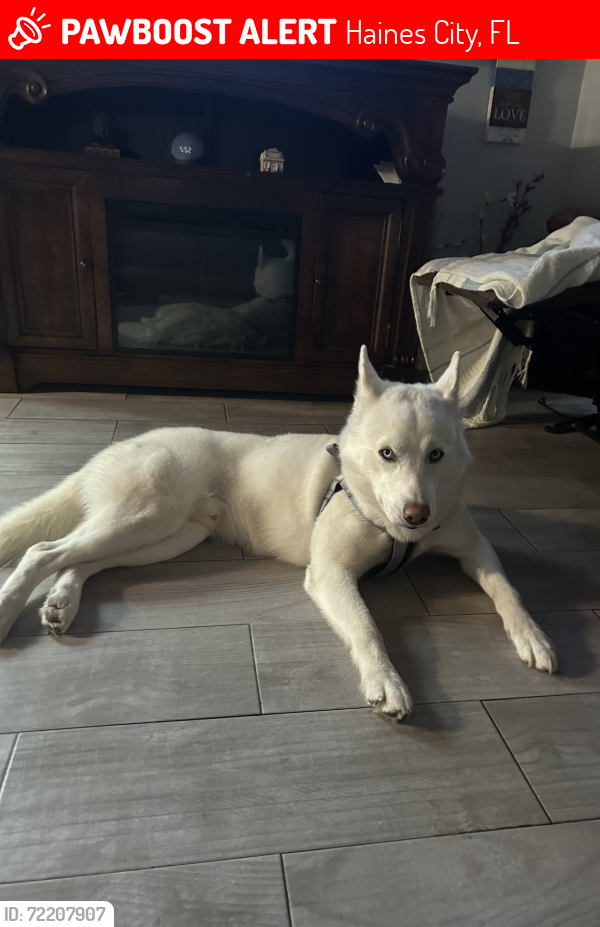 Lost Male Dog last seen Landmark, Haines City, FL 33844