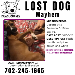 Reunited Female Dog last seen Hawthorne Ln & Emerson Drive, Palm Bay, FL 32907