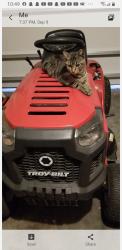 Lost Female Cat last seen Near Street W, Bradenton, FL 34209