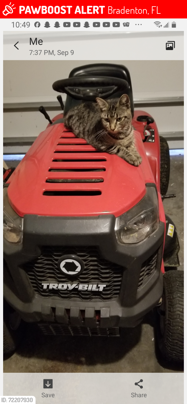 Lost Female Cat last seen Near Street W, Bradenton, FL 34209