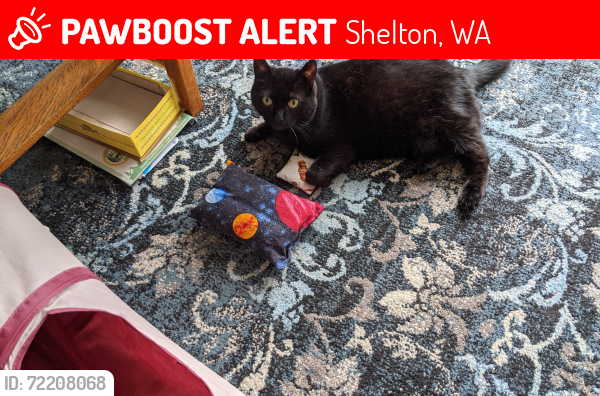 Lost Female Cat last seen Near th Street, Shelton, WA 98584