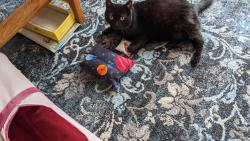 Lost Female Cat last seen Near th Street, Shelton, WA 98584
