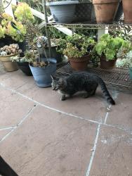 Lost Female Cat last seen Townsite Drive and E. Vista way, Vista, CA 92084