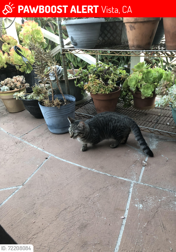 Lost Female Cat last seen Townsite Drive and E. Vista way, Vista, CA 92084