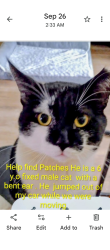 Lost Male Cat last seen Circle K, Punta Gorda, FL 33950