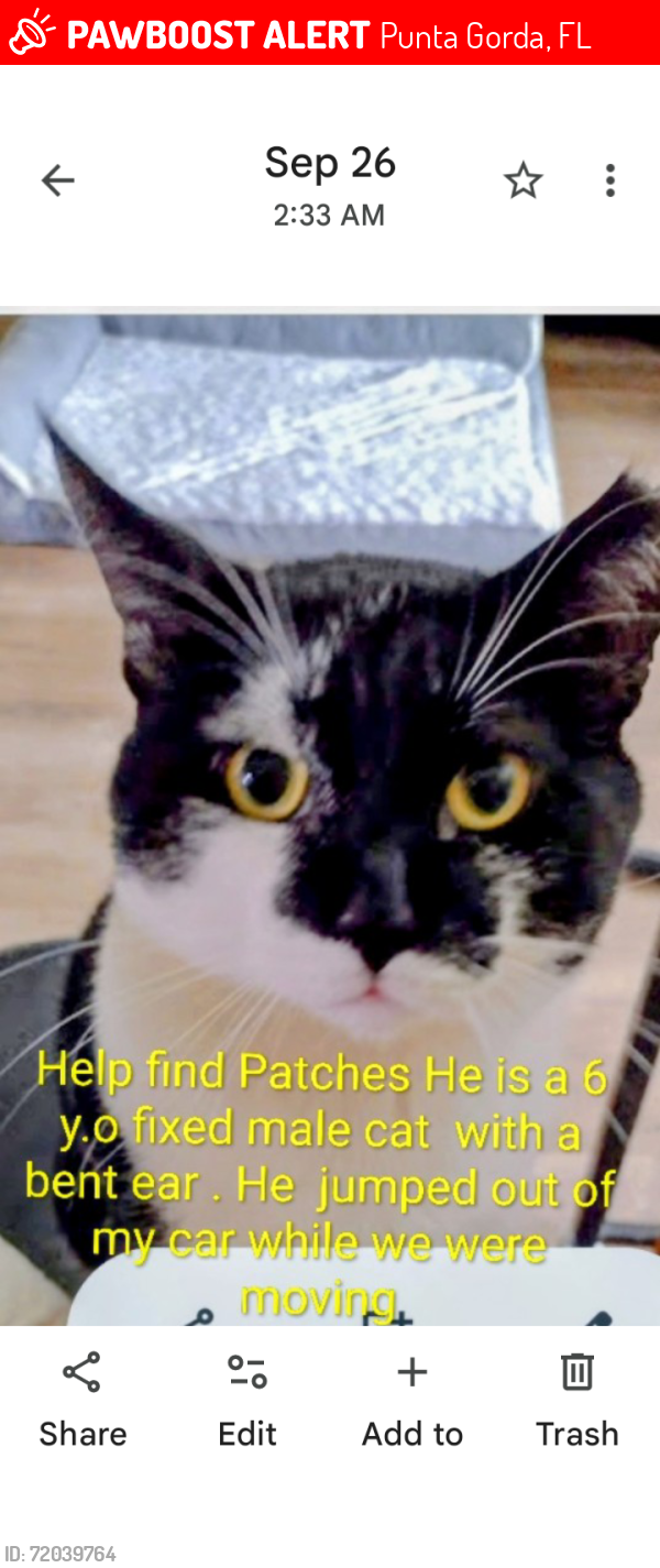 Lost Male Cat last seen Circle K, Punta Gorda, FL 33950
