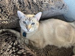 Lost Male Cat last seen Mackinac drive , Lincoln, CA 95648