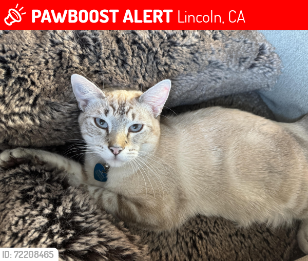 Lost Male Cat last seen Mackinac drive , Lincoln, CA 95648