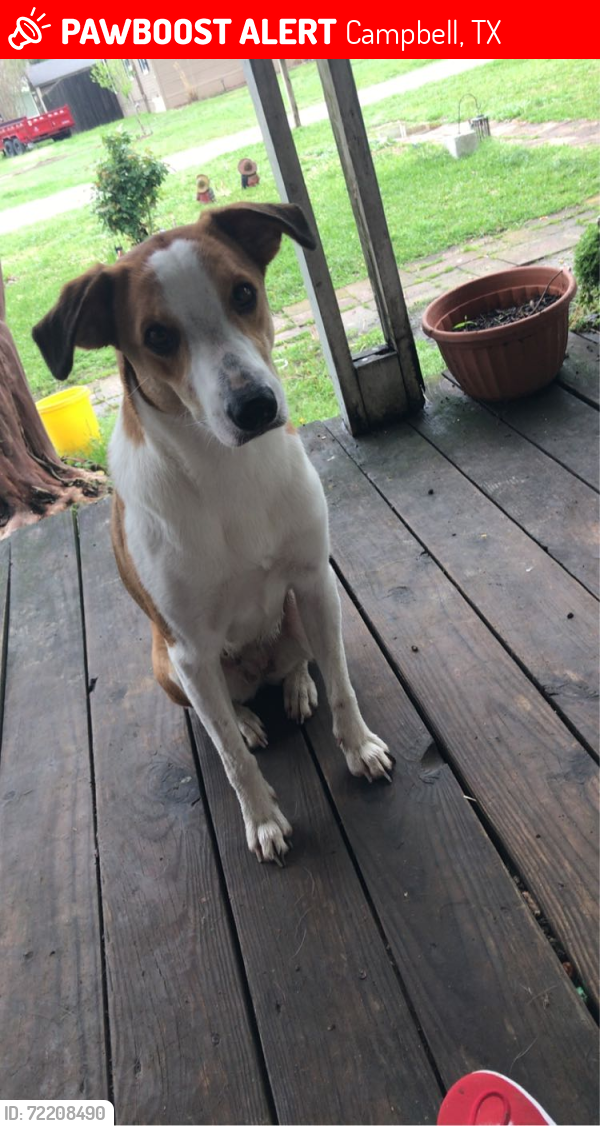 Lost Female Dog last seen Near , Campbell, TX 75422