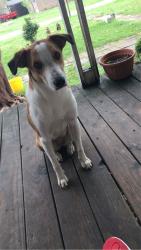 Lost Female Dog last seen Near , Campbell, TX 75422