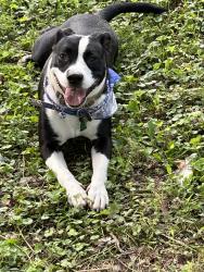 Lost Male Dog last seen Rocky top s; Camp Nelson  bridge area, Lancaster, KY 40444