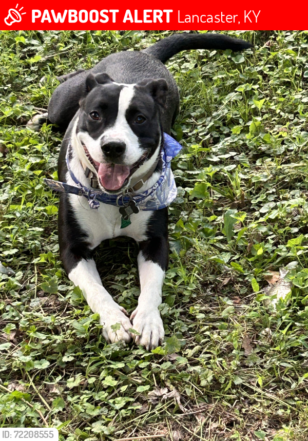 Lost Male Dog last seen Rocky top s; Camp Nelson  bridge area, Lancaster, KY 40444