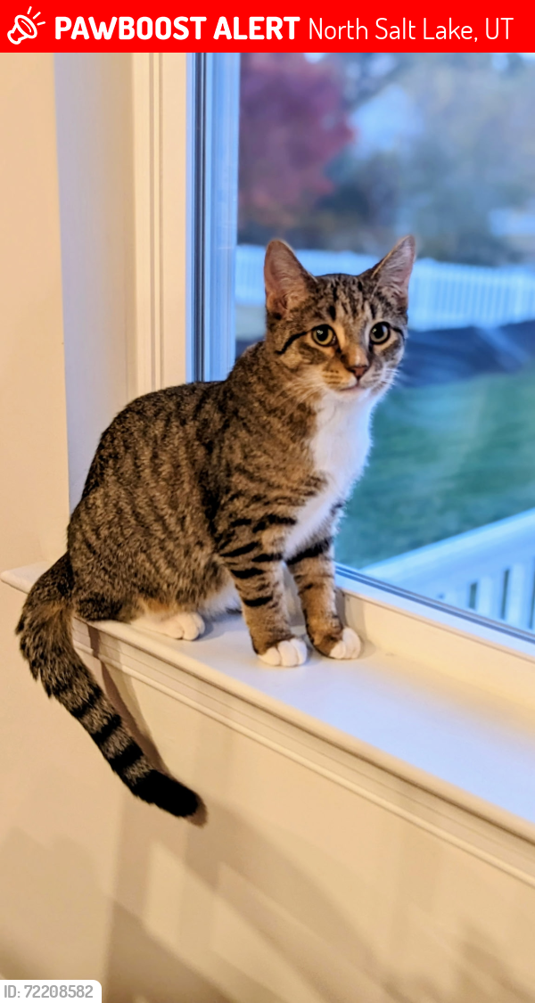 Lost Male Cat last seen Eagleridge Dr and Parkway, North Salt Lake, UT 84054