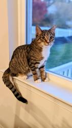 Lost Male Cat last seen Eagleridge Dr and Parkway, North Salt Lake, UT 84054