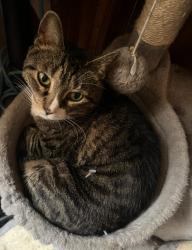 Lost Female Cat last seen 65th street Cooper Ave , Queens, NY 11385