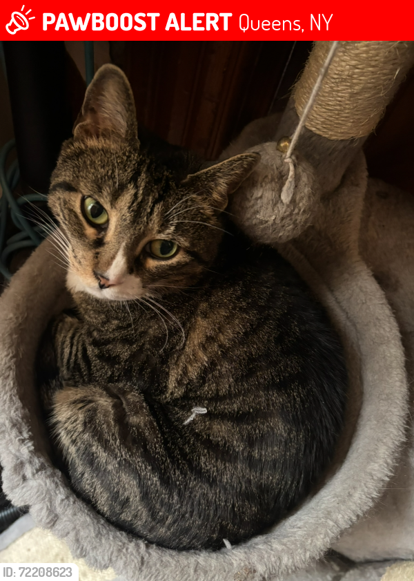 Lost Female Cat last seen 65th street Cooper Ave , Queens, NY 11385
