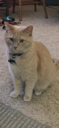 Lost Male Cat last seen Rangline Rd ( 200 East ), Richland Township, IN 46012