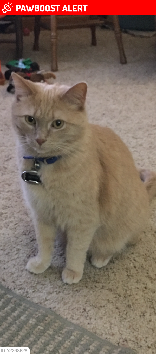 Lost Male Cat last seen Rangline Rd ( 200 East ), Richland Township, IN 46012