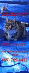 Lost Female Cat last seen Texas Renaissance Fair , Grimes County, TX 77363