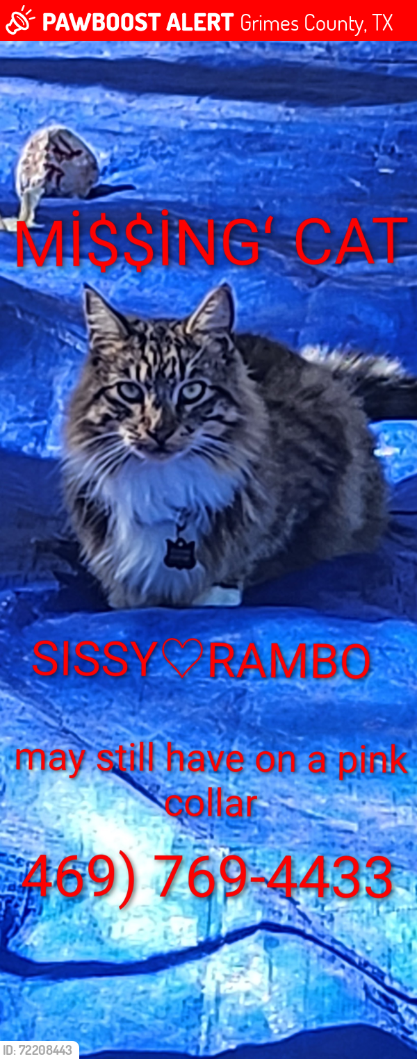 Lost Female Cat last seen Texas Renaissance Fair , Grimes County, TX 77363