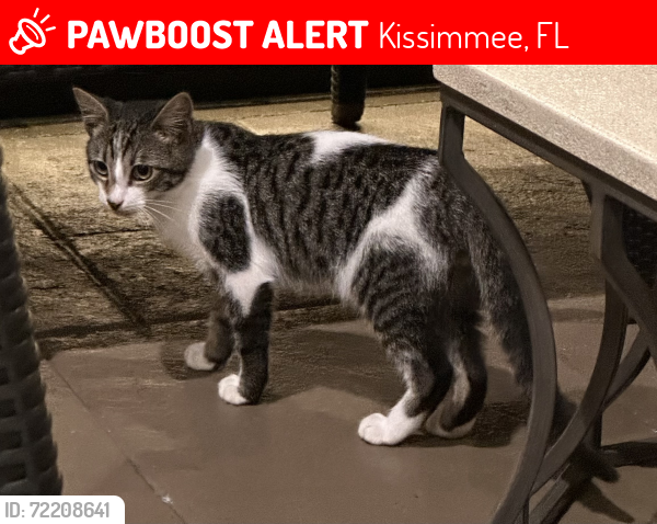 Lost Male Cat last seen W Vine Street and N Hoagland Blvd by the Social Security Office and Martial Arts Plus, Kissimmee, FL 34741