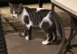 Lost Male Cat last seen W Vine Street and N Hoagland Blvd by the Social Security Office and Martial Arts Plus, Kissimmee, FL 34741