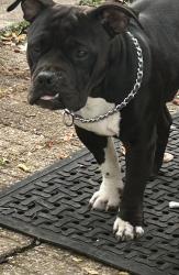 Lost Male Dog last seen Sterling rd, Independence, MO 64050
