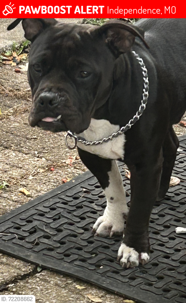 Lost Male Dog last seen Sterling rd, Independence, MO 64050