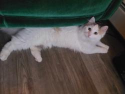 Lost Female Cat last seen Sienna ave, Portage, IN 46368