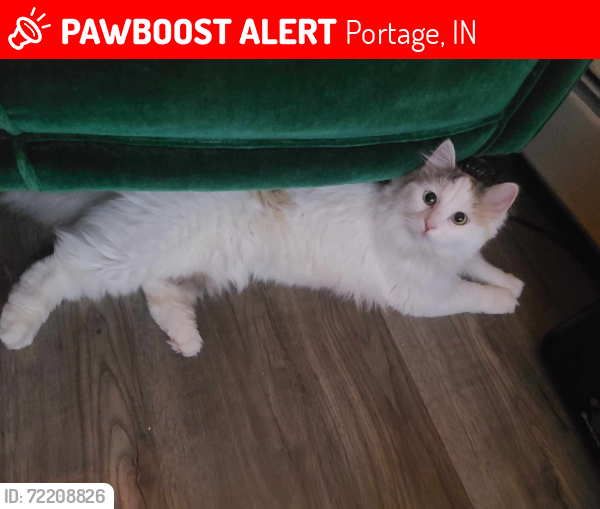 Lost Female Cat last seen Sienna ave, Portage, IN 46368