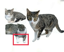 Lost Male Cat last seen General tract in Buena Park, CA , Orange County, CA 92606