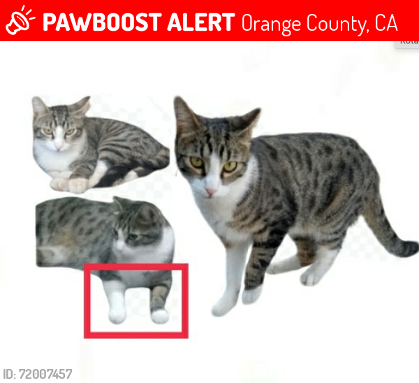 Lost Male Cat last seen General tract in Buena Park, CA , Orange County, CA 92606