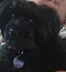 Lost Female Dog last seen CR 450 East and CR 200 N, Valparaiso, IN 46383