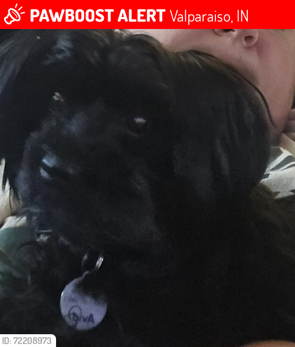 Lost Female Dog last seen CR 450 East and CR 200 N, Valparaiso, IN 46383