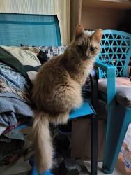 Lost Male Cat last seen Davistown road, Wendell, NC 27591