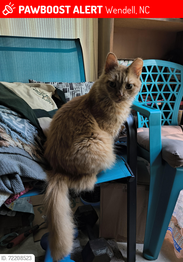 Lost Male Cat last seen Davistown road, Wendell, NC 27591