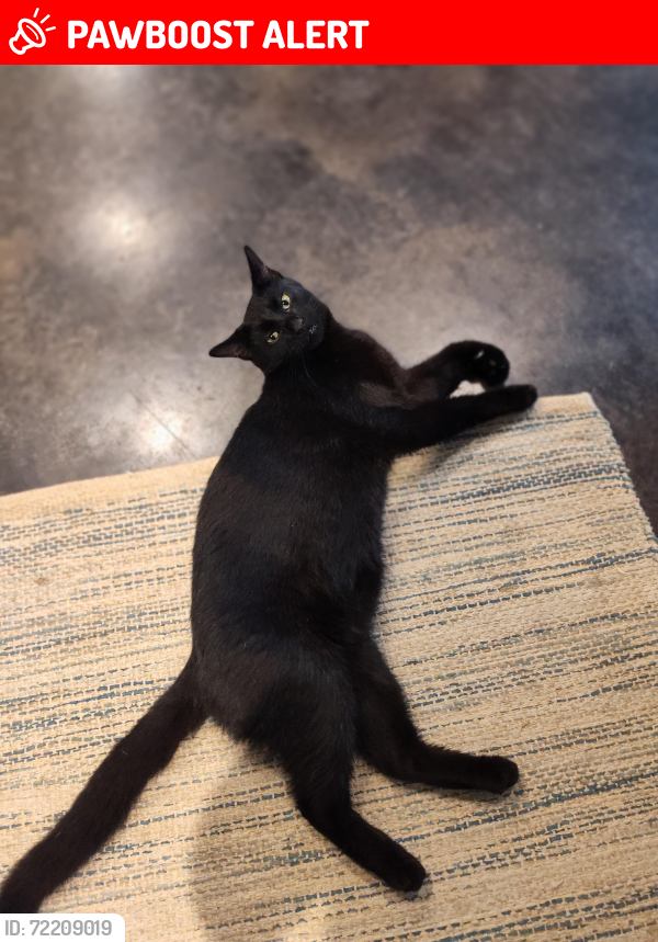 Lost Male Cat last seen 269th Ave NE , Oxford Township, MN 55079