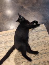 Lost Male Cat last seen 269th Ave NE , Oxford Township, MN 55079
