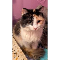 Lost Female Cat last seen Manchester Rd and West Turkeyfoot lake Rd , Akron, OH 44319