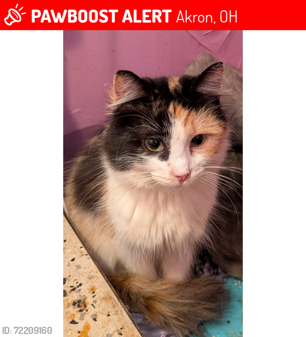 Lost Female Cat last seen Manchester Rd and West Turkeyfoot lake Rd , Akron, OH 44319