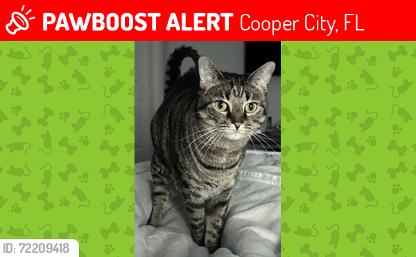 Lost Female Cat last seen Indian Trail and 106 Avenue in Indian Pond Community, Cooper City, FL 33328
